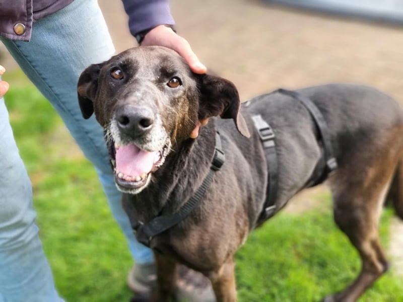 Dolly, geboren 30.12.2015, 60cm sucht ihr Zuhause (auf Pflegestelle in Deutschland)