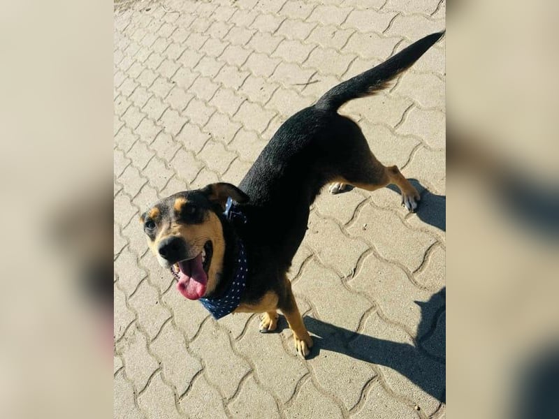 Shiva, ca. 4 Jahre jung, 40 cm, wartet auf ein tolles Hundeleben