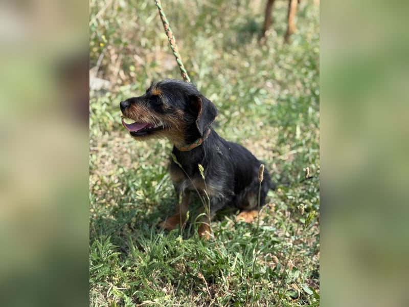 Lili. geboren 01.11.2024, 25cm sucht ihr Körbchen