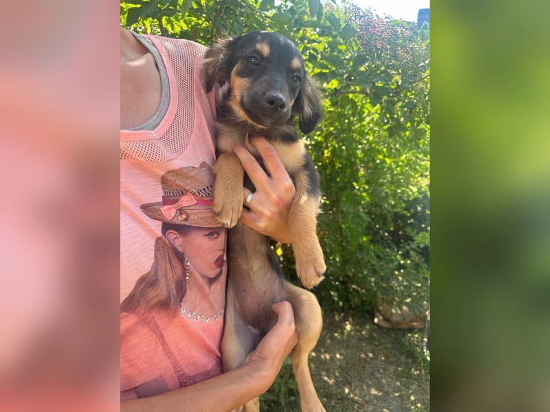 Cassie, geboren 03.2025, 31cm sucht ihre Menschen