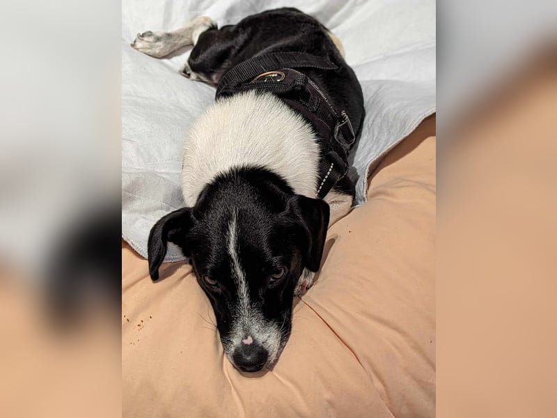 Luca, geb. 04.04.2019, 35 cm, wartet so sehr auf ein eigenes Körbchen