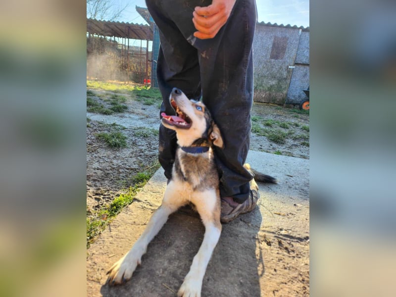Dea, ca. 2 Jahre, 50 cm, wünscht sich ein aktives Hundeleben