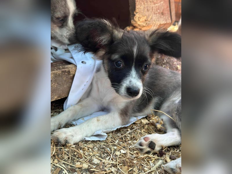 Letty, geboren 30.03.2025, 24cm sucht ihr Zuhause