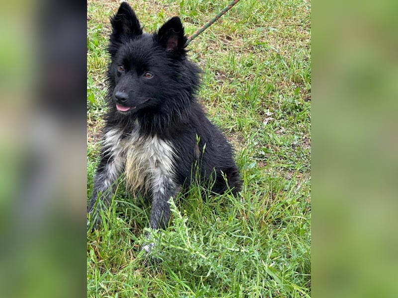 Zoya, geboren 25.09.2024, 40cm sucht ihr Zuhause