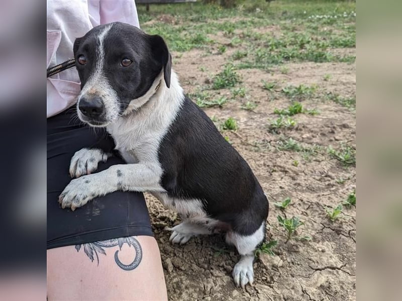 Luca, geb. 04.04.2019, 35 cm, wartet so sehr auf ein eigenes Körbchen