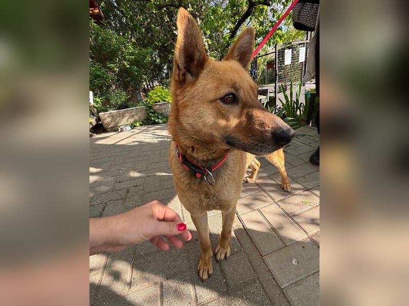 Fanny, 1,5 Jahre, 50cm sucht tierliebe Menschen