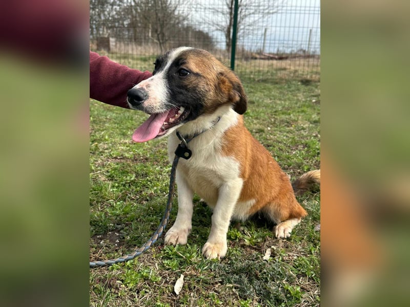 Cherry, geboren 25.06.2024, 36cm sucht ihr Glück