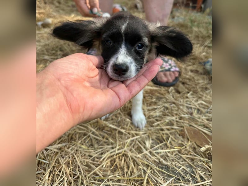 Letty, geboren 30.03.2025, 24cm sucht ihr Zuhause