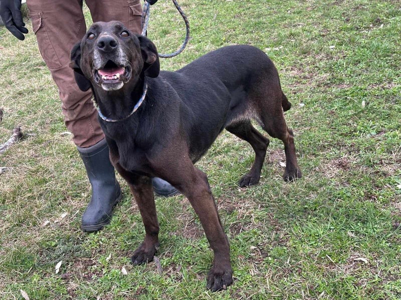Dolly, geboren 30.12.2015, 60cm sucht ihr Zuhause (auf Pflegestelle in Deutschland)