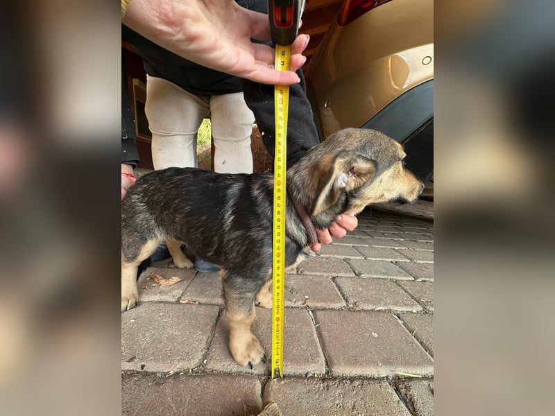 Lucy, geboren 10.12.2024, 31cm sucht ihre Menschen