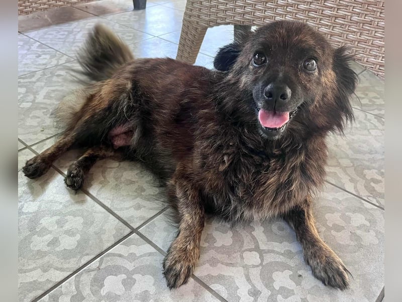 Maci, 8 Jahre, 25cm sucht Geborgenheit