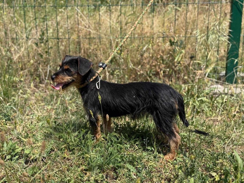 Lili. geboren 01.11.2024, 25cm sucht ihr Körbchen