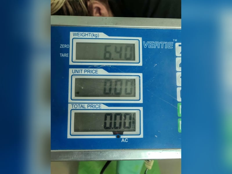 Hedi, geboren 05.01.2025, 29cm sucht ihr Glück