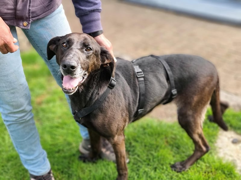 Dolly, geboren 30.12.2015, 60cm sucht ihr Zuhause (auf Pflegestelle in Deutschland)