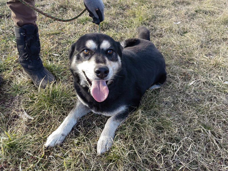 Nala, geb. 19.04.2021, 57cm, wünscht sich eine liebevolle Familie