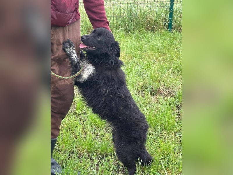 Zoya, geboren 25.09.2024, 40cm sucht ihr Zuhause