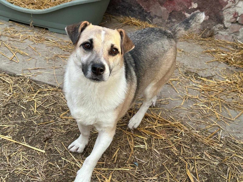 Izisz, geb. 05.01.2023, 42 cm, sucht ihre Familie