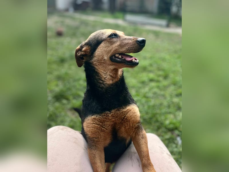 Frida, 10.05.2019 geboren, 31 cm sucht ihre Menschen