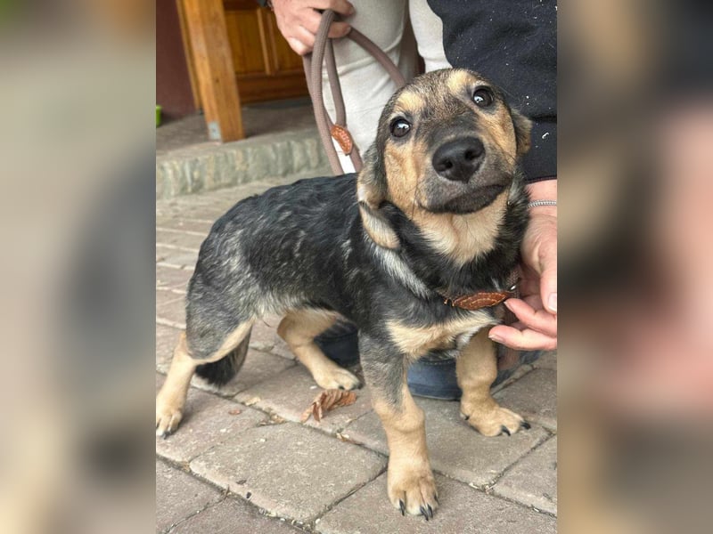 Lucy, geboren 10.12.2024, 31cm sucht ihre Menschen