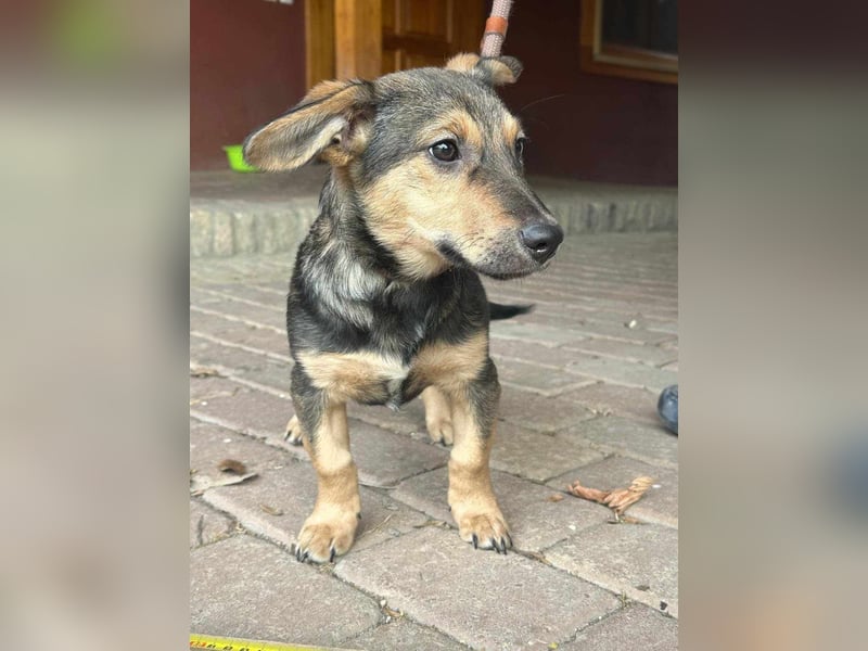 Lucy, geboren 10.12.2024, 31cm sucht ihre Menschen