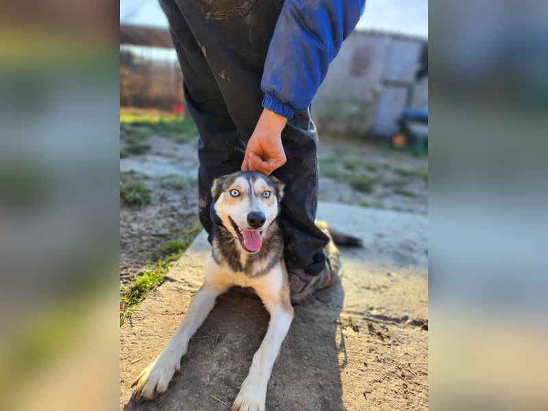 Dea, ca. 2 Jahre, 50 cm, wünscht sich ein aktives Hundeleben