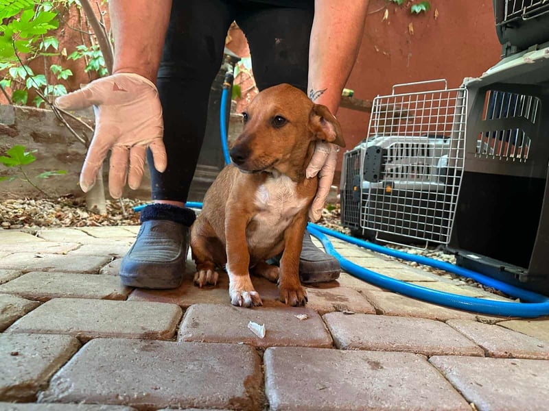 Mandy, geboren 25.03.2025, 29cm sucht ihr Zuhause