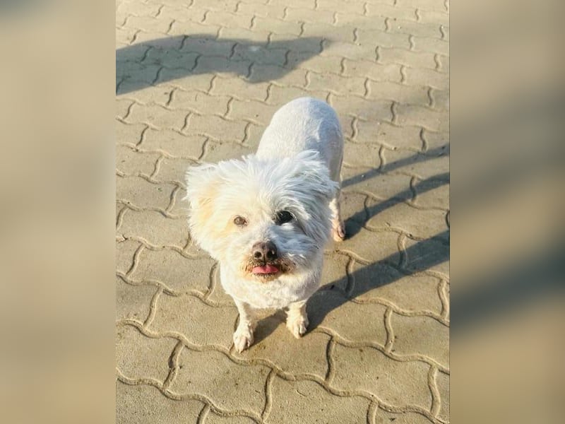 Pihe, geb. 15.03.2020, 45 cm, wartet auf ihre Chance glücklich zu werden