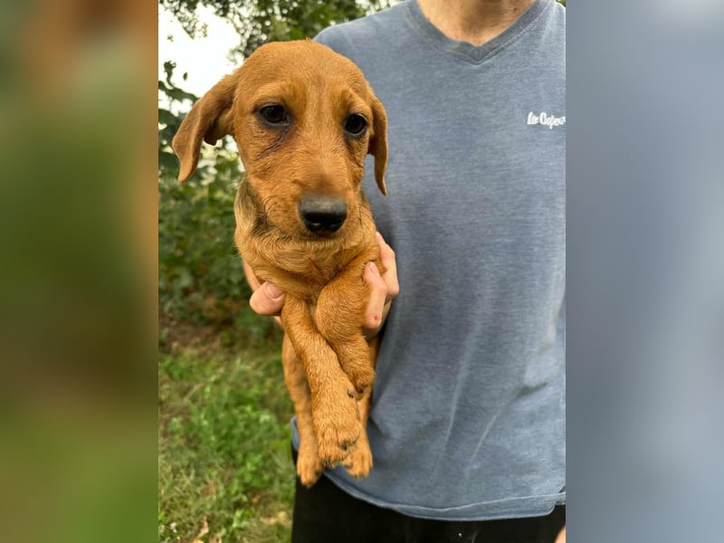 Sari, geboren 02.07.2025 sucht ihre Chance