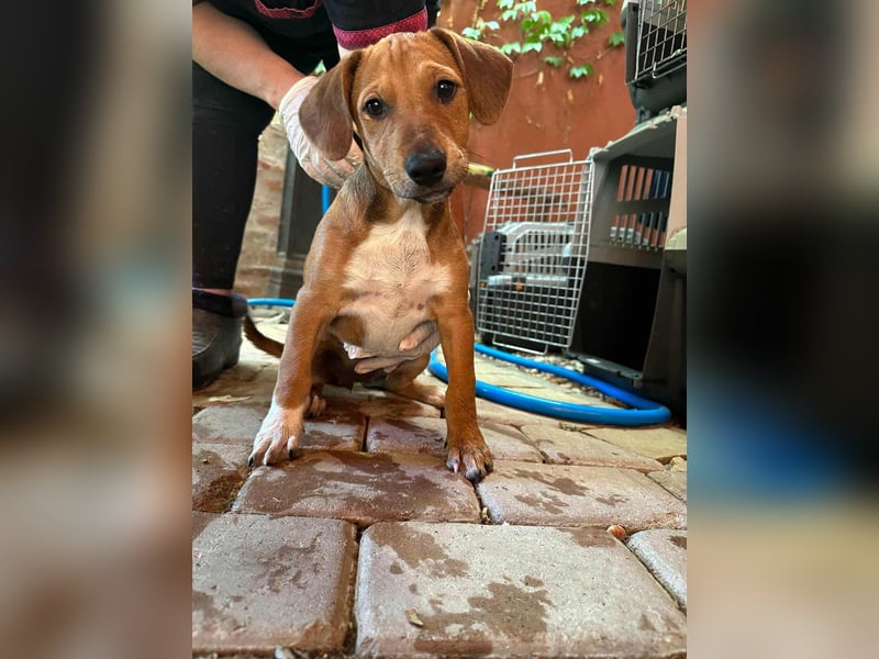 Mandy, geboren 25.03.2025, 29cm sucht ihr Zuhause