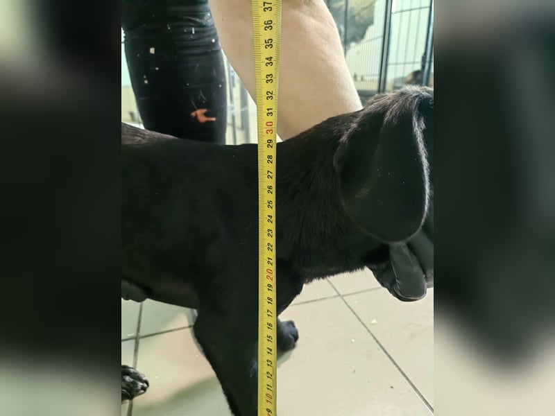 Hedi, geboren 05.01.2025, 29cm sucht ihr Glück