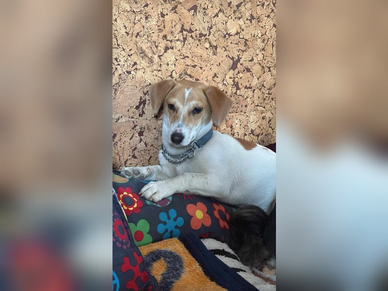 Pimpa, ca. 8 Monate, 35cm sucht ihr Zuhause