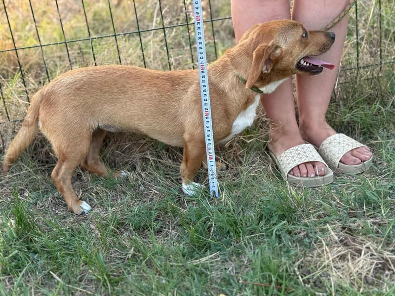 Serafina, geboren 31.10.2024, 30cm sucht ihre Chance