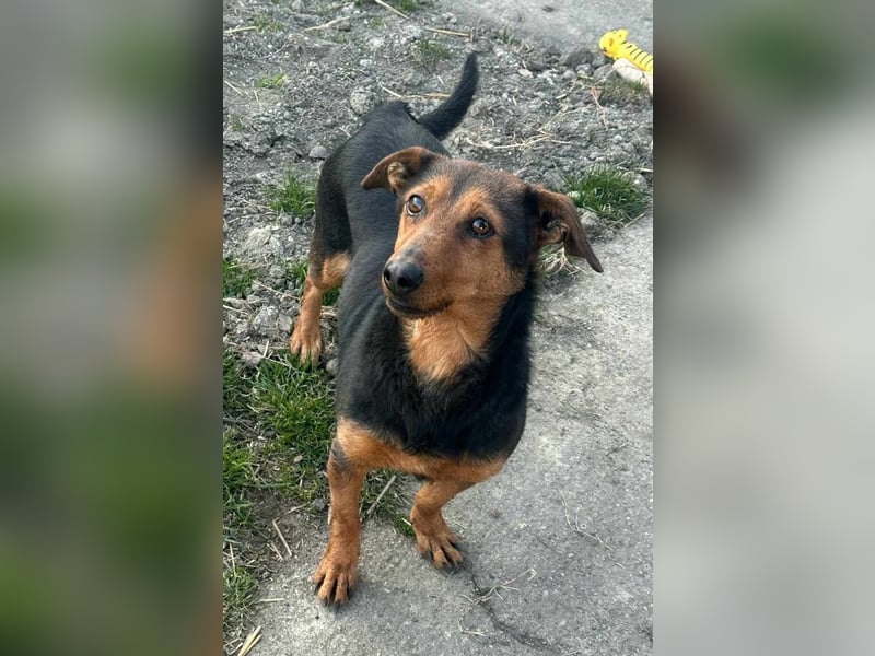 Frida, 10.05.2019 geboren, 31 cm sucht ihre Menschen