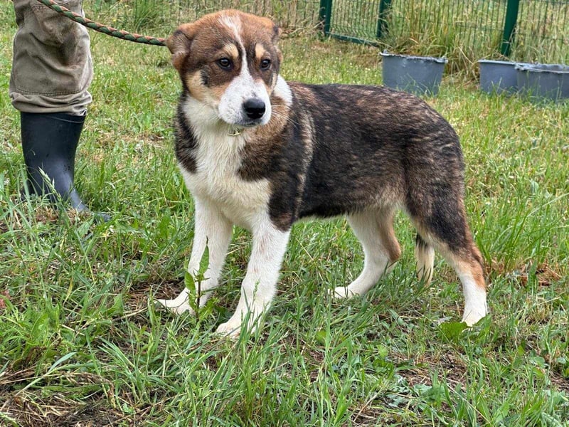 Skada, geboren 10.01.2025, 40cm sucht ihr Zuhause