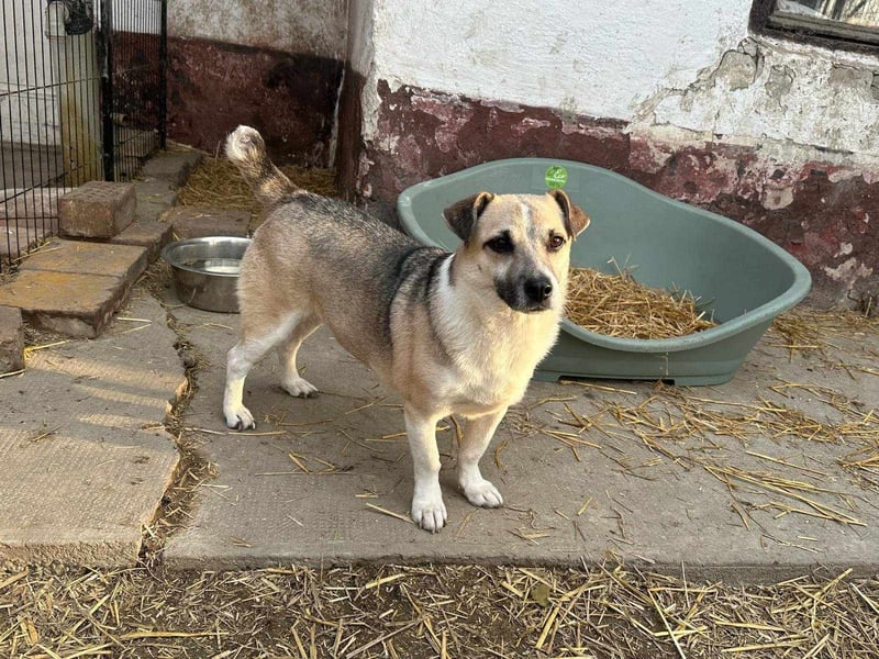 Izisz, geb. 05.01.2023, 42 cm, sucht ihre Familie