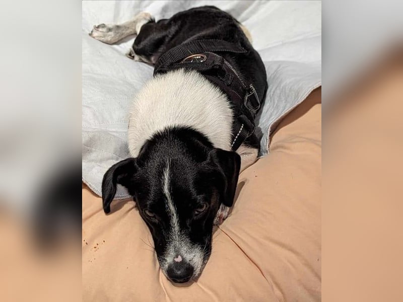 Luca, geb. 04.04.2019, 35 cm, wartet so sehr auf ein eigenes Körbchen