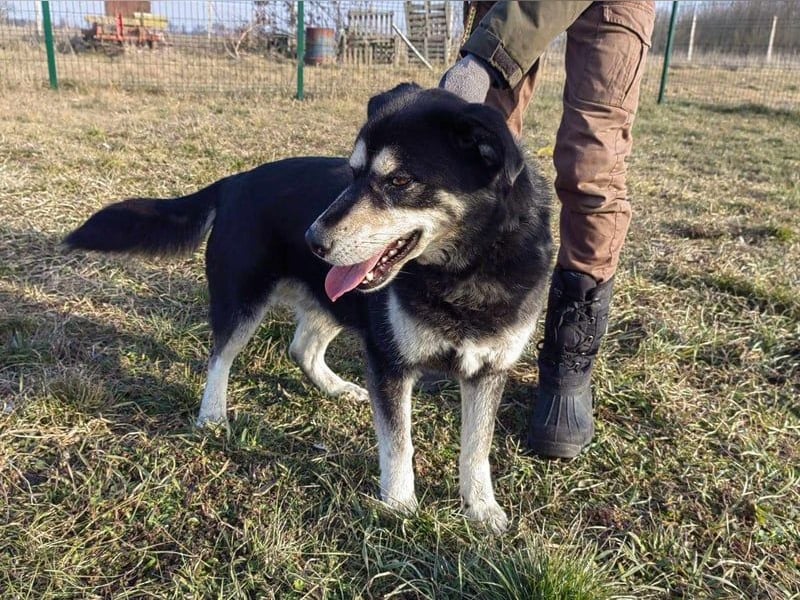 Nala, geb. 19.04.2021, 57cm, wünscht sich eine liebevolle Familie