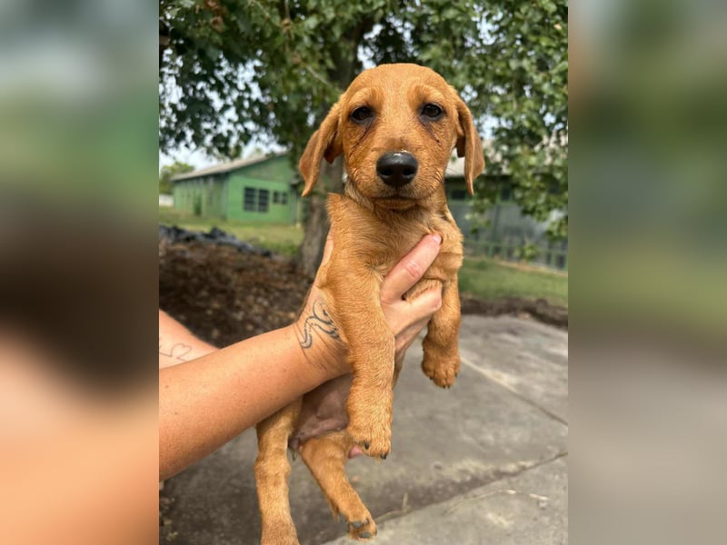 Sari, geboren 02.07.2025 sucht ihre Chance