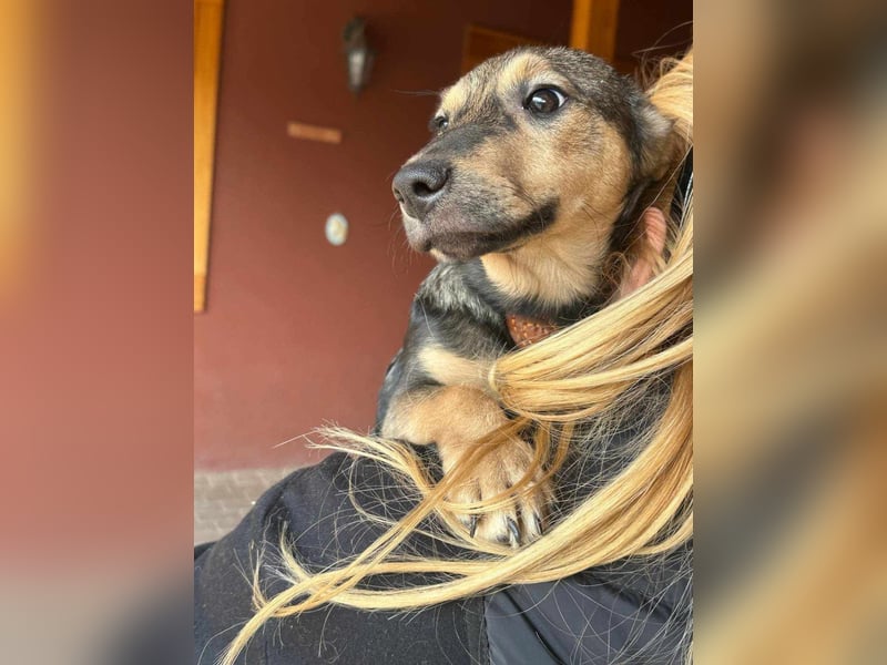 Lucy, geboren 10.12.2024, 31cm sucht ihre Menschen