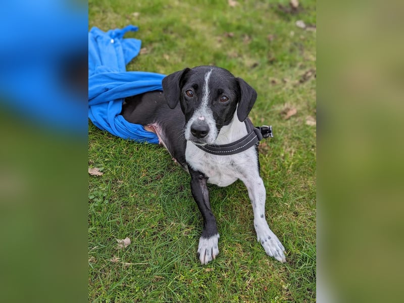 Luca, geb. 04.04.2019, 35 cm, wartet so sehr auf ein eigenes Körbchen