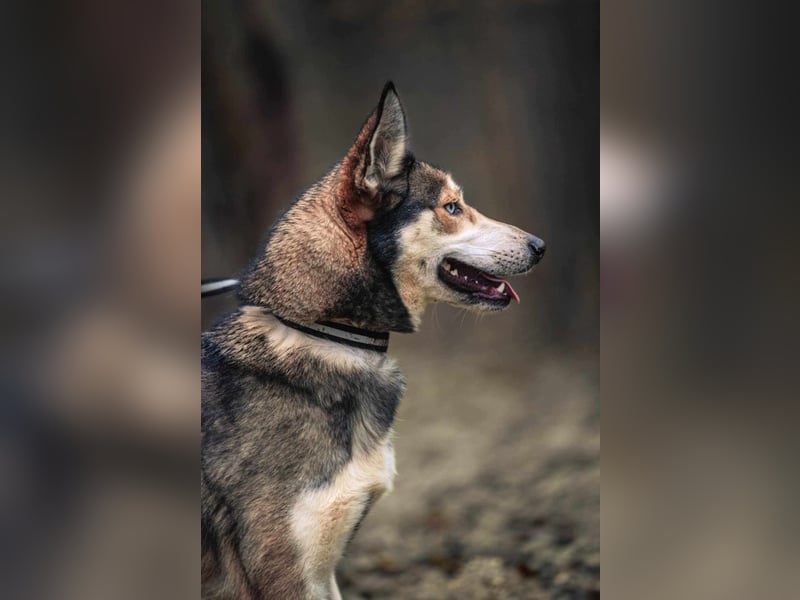 Dea, ca. 2 Jahre, 50 cm, wünscht sich ein aktives Hundeleben