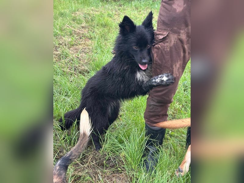 Zoya, geboren 25.09.2024, 40cm sucht ihr Zuhause