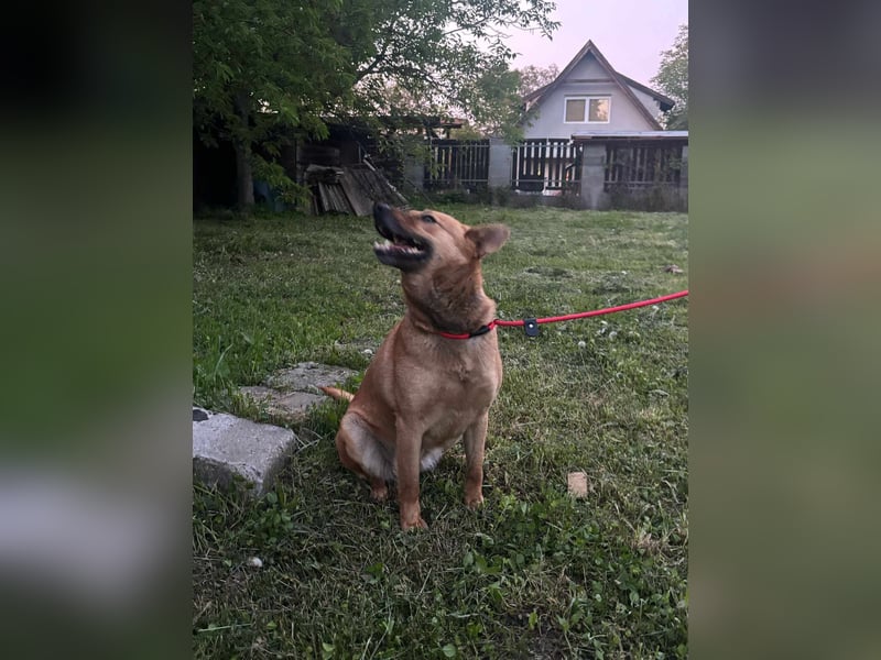 Fanny, 1,5 Jahre, 50cm sucht tierliebe Menschen