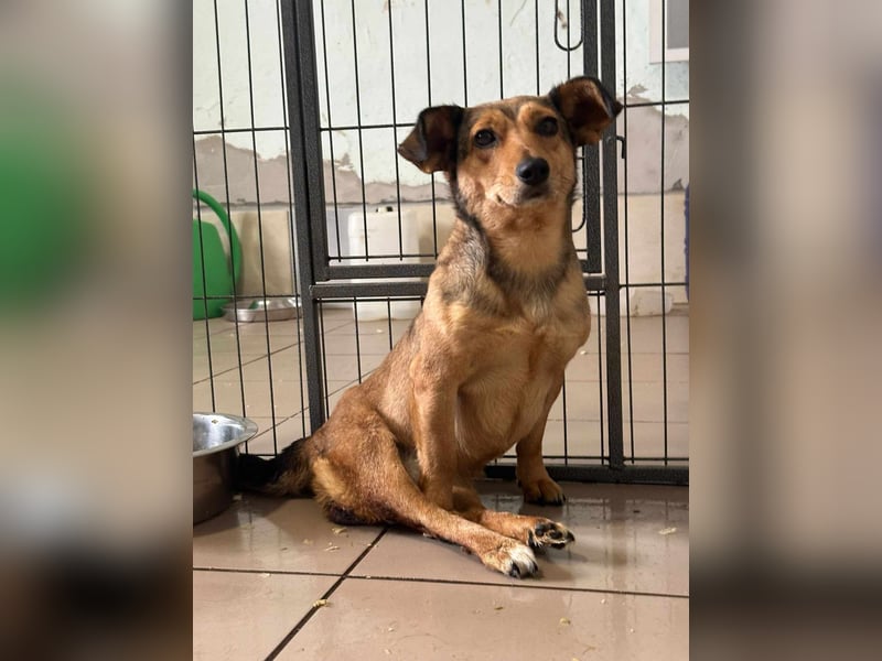 Bambi, geboren 2020 sucht tierliebe Menschen