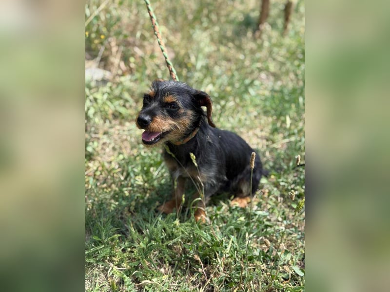 Lili. geboren 01.11.2024, 25cm sucht ihr Körbchen