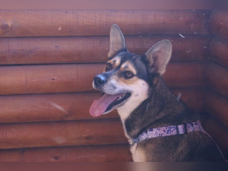 Cora