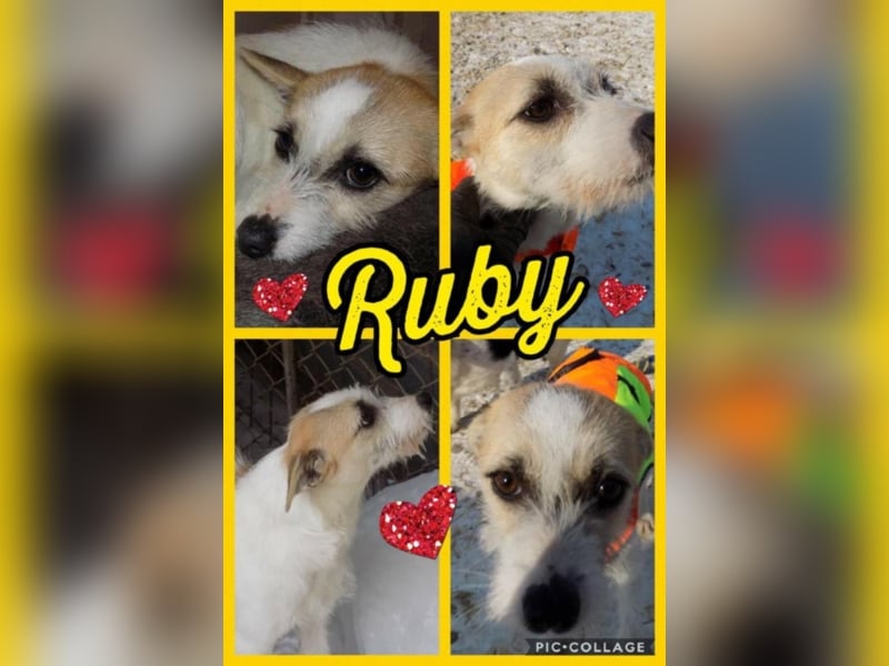 Kleine RUby sucht großes Herz!