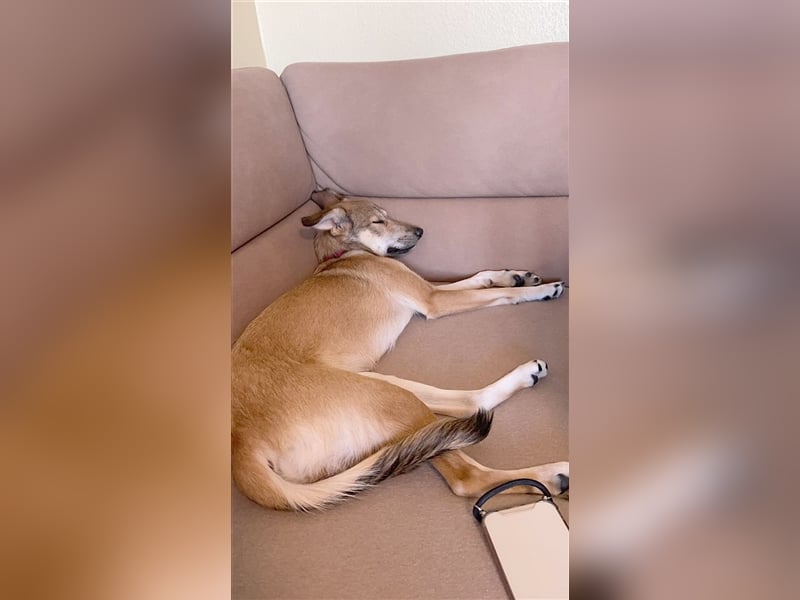 COCO, sucht ein neues Zuhause weil Frauchen krank ist