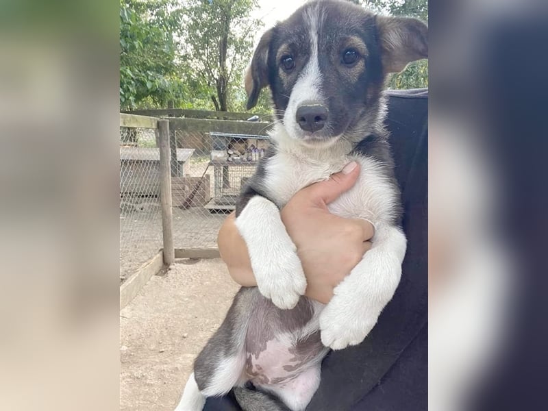 ORIA, bildhübsche Maus. Der ideale Familinehund