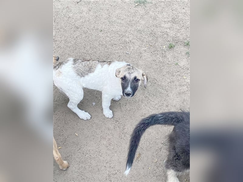 BACA zuckesüsse Hummel. Der ideale Familienhund